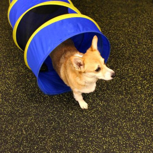 Dog Rubber Flooring