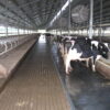black rubber cow mat