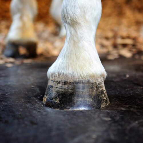equine rubber matting