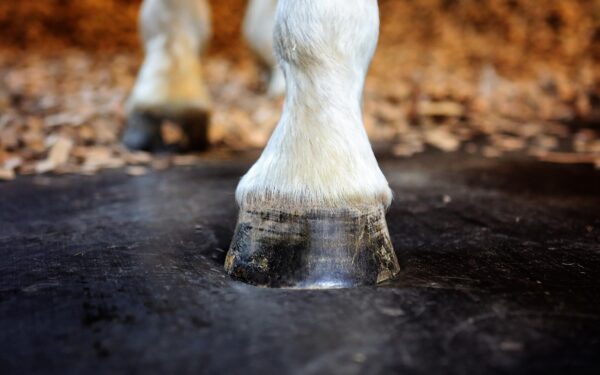 Black Rubber horse hoof on mat e1610659942927