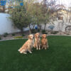 pet friendly artificial outdoor turf