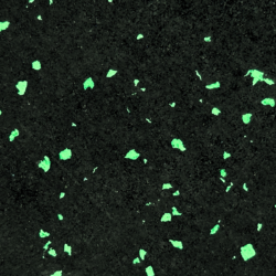 1710 - Gametime Green